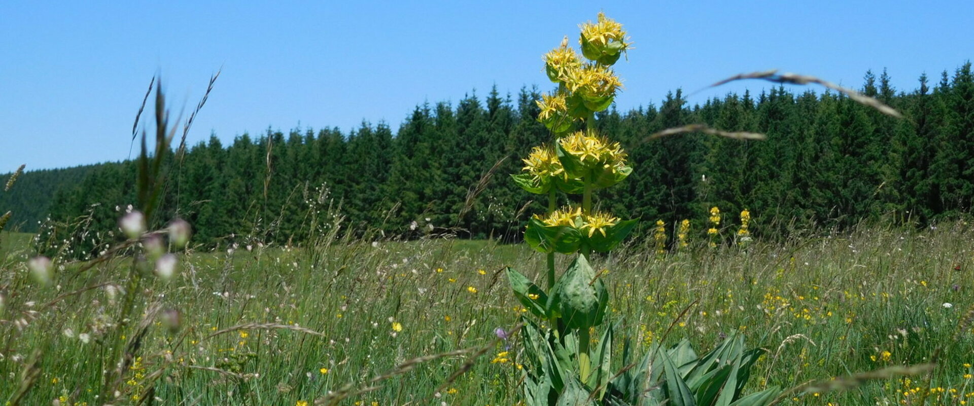 Riom-es-Montagnes-Cantal